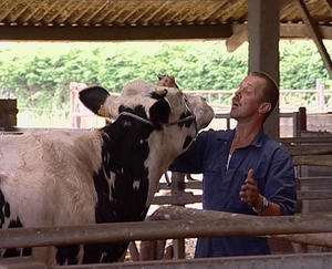 Les vaches ne ragardent plus passer les trains (30e FDZ)